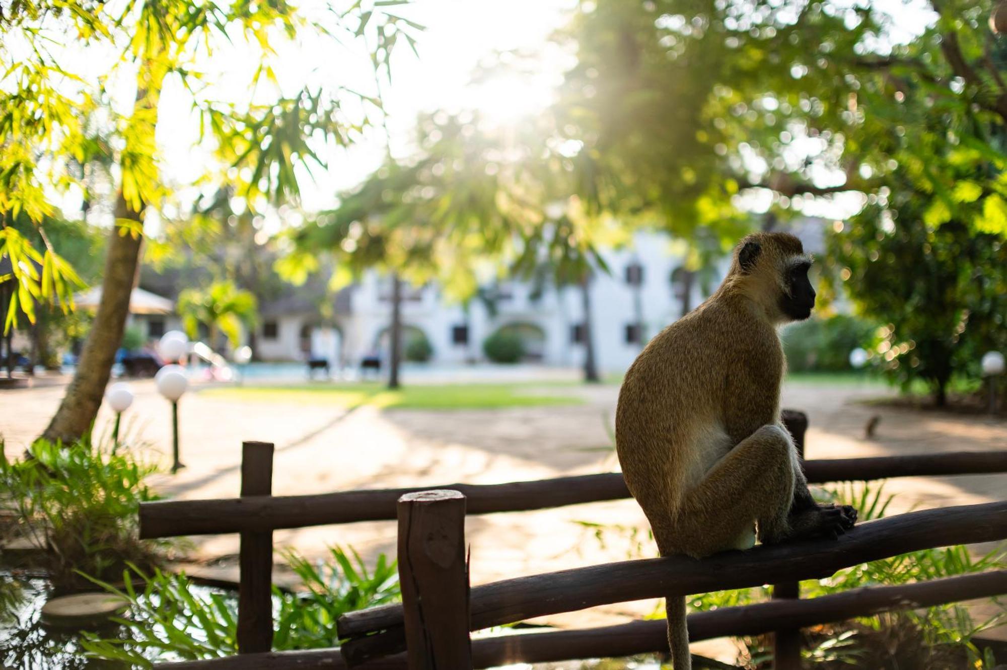 منتجع ليجر لودج بيتش آند جولف شاطئ دياني المظهر الخارجي الصورة A vervet monkey at the Johannesburg Zoo